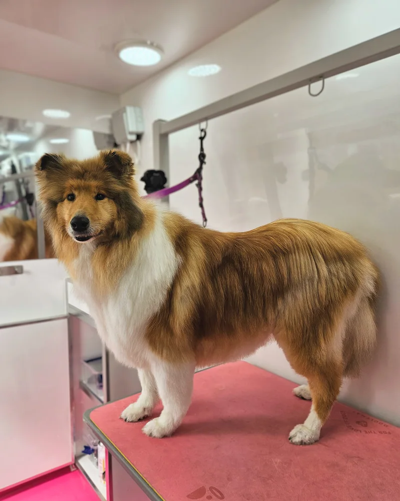 The same shetland sheepdog after grooming, coat brushed through and tidy
