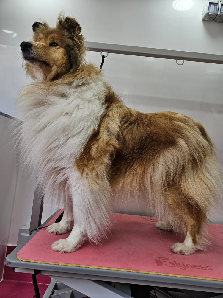 A shetland sheepdog before grooming, coat thick and unbrushed