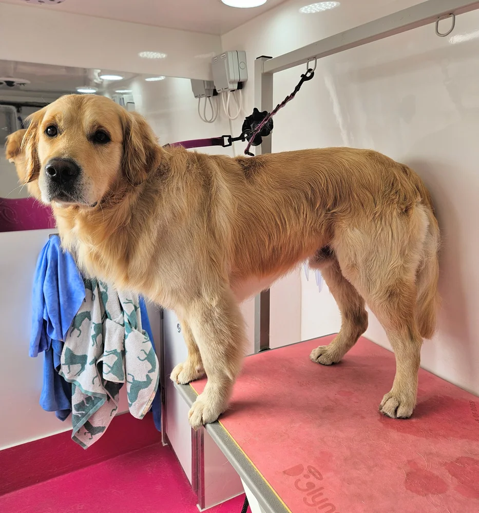 The same golden retriever after grooming, coat dried and full