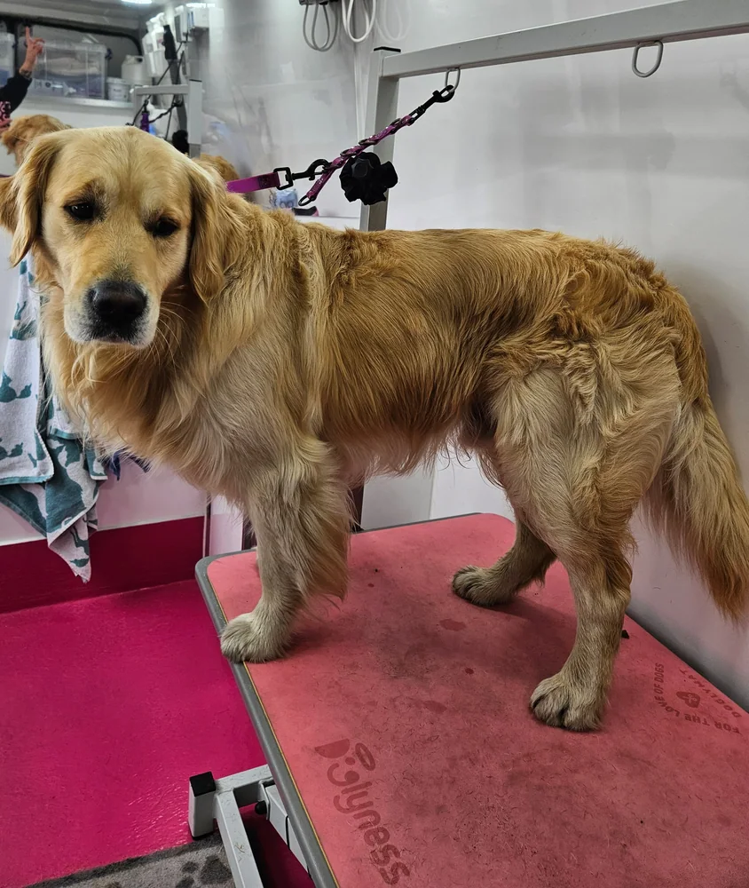 A golden retriever before grooming, coat damp and flat