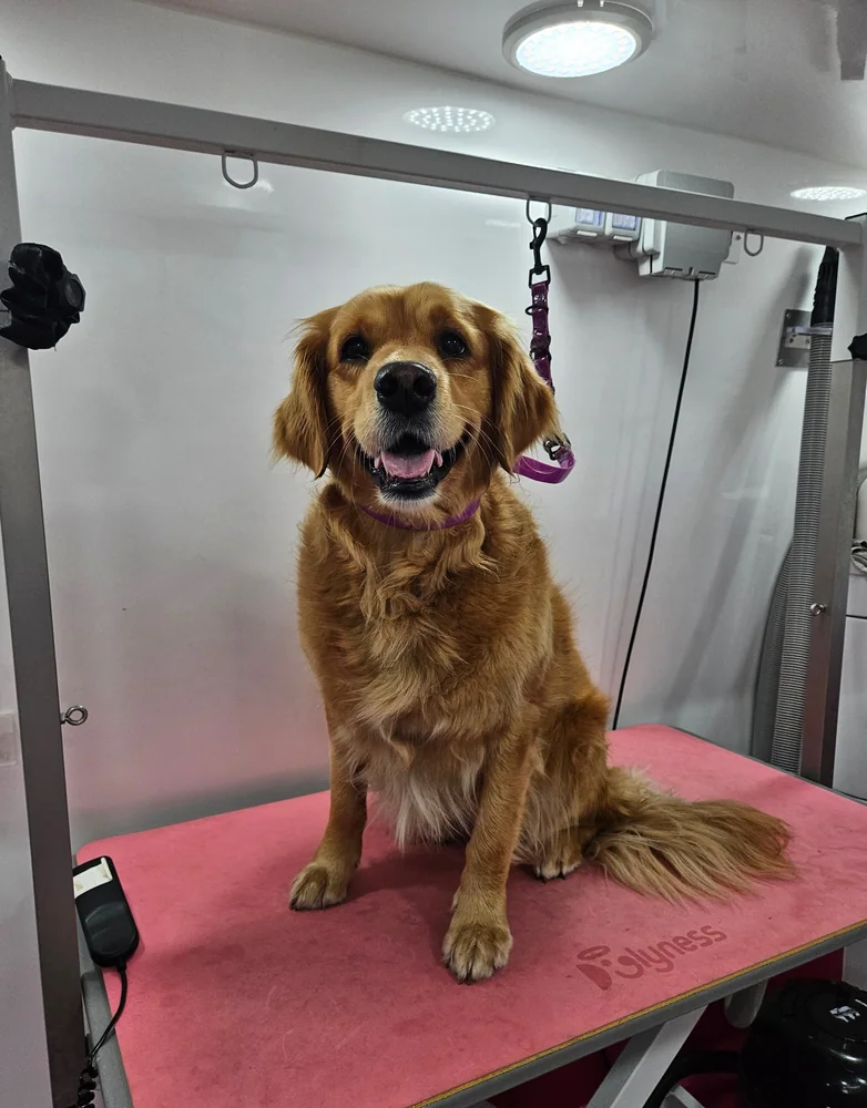 A golden retriever before grooming, feathering long and untidy