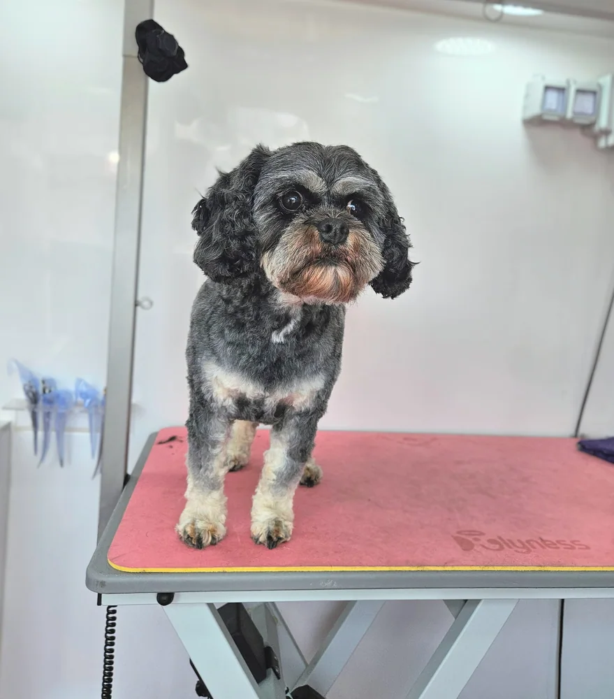 The same cockapoo after grooming, coat trimmed and face tidied