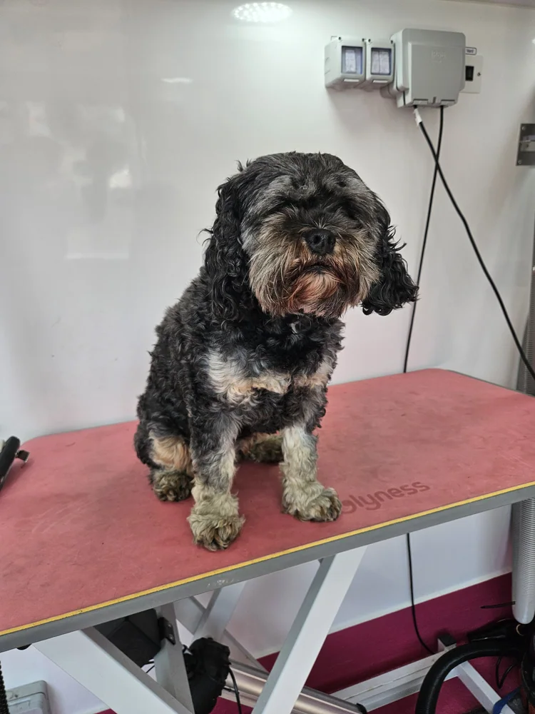 A cockapoo before grooming, coat shaggy and overgrown