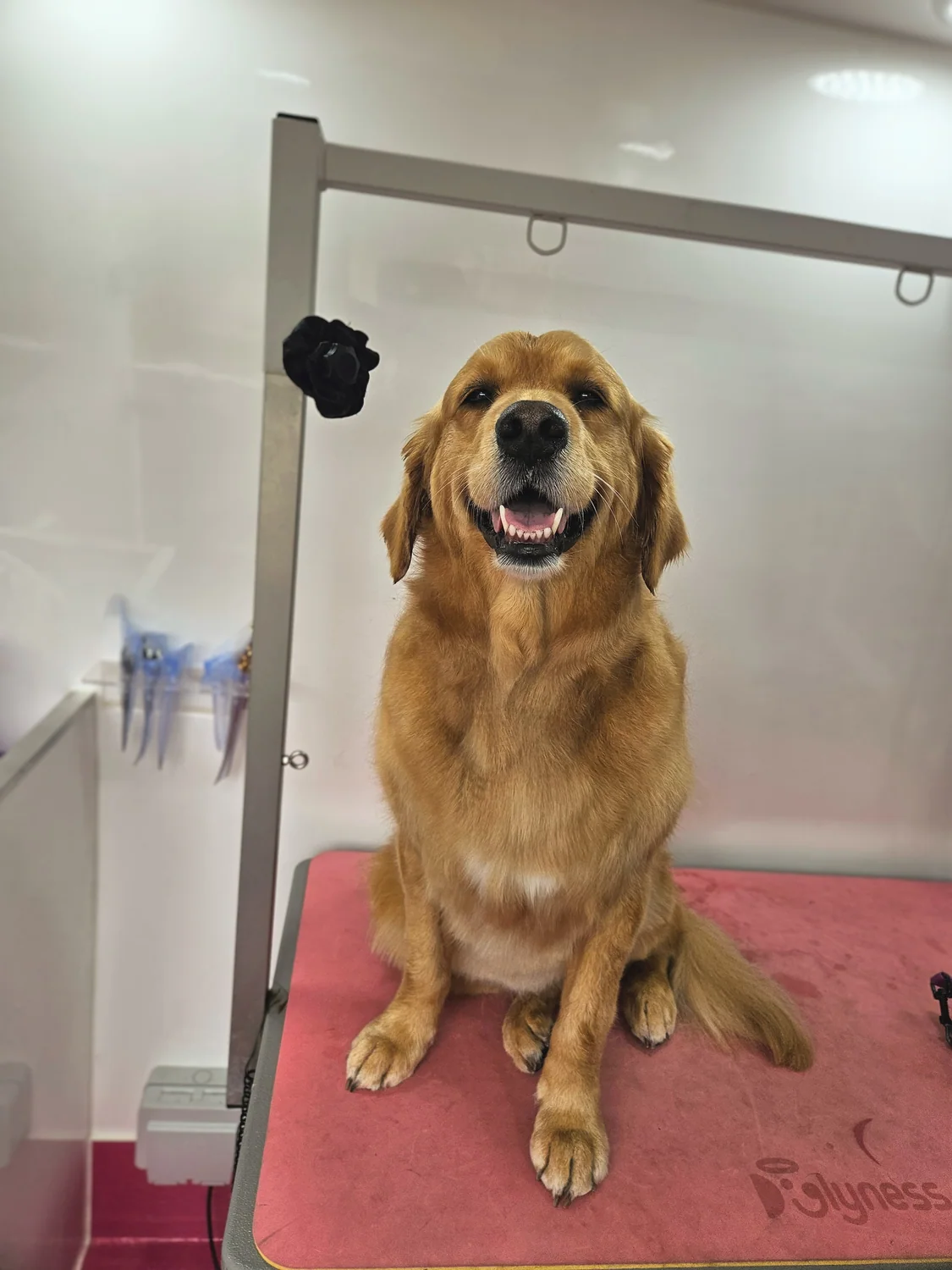 A freshly groomed golden retriever smiling on the grooming table