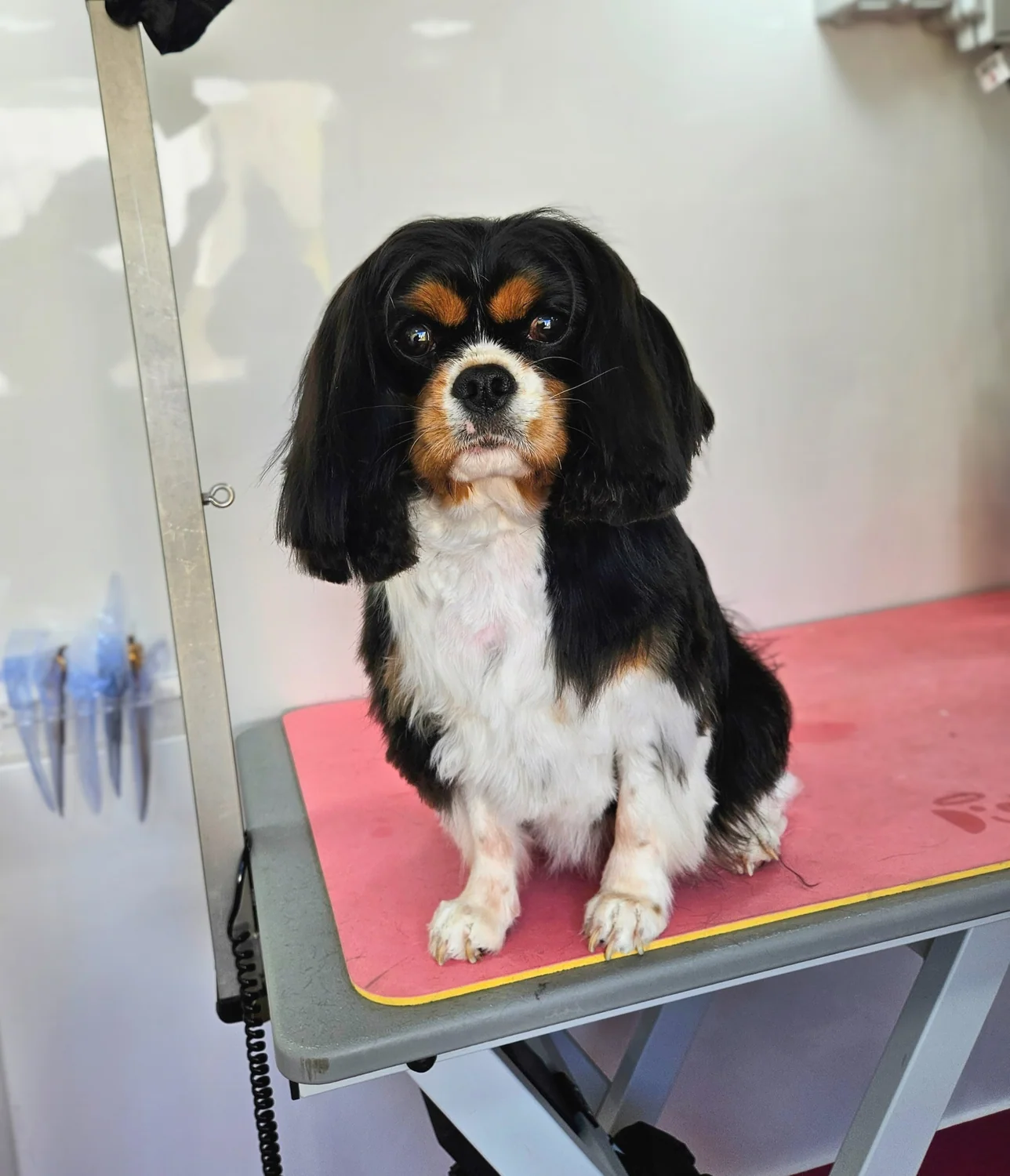 A freshly groomed Cavalier King Charles spaniel on the grooming table