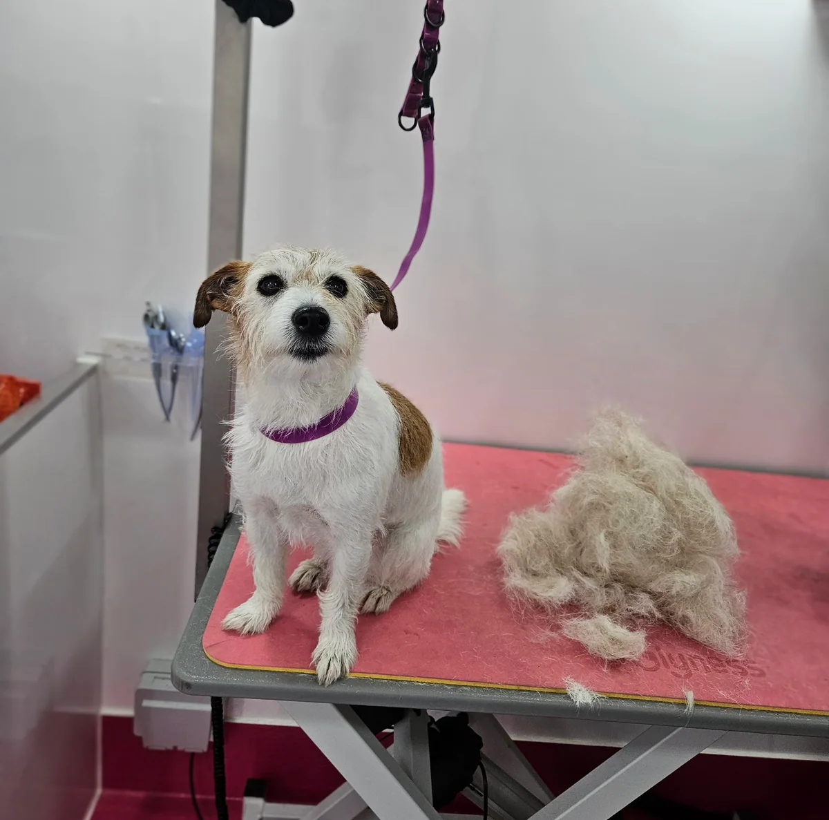 A terrier beside the coat removed during hand stripping