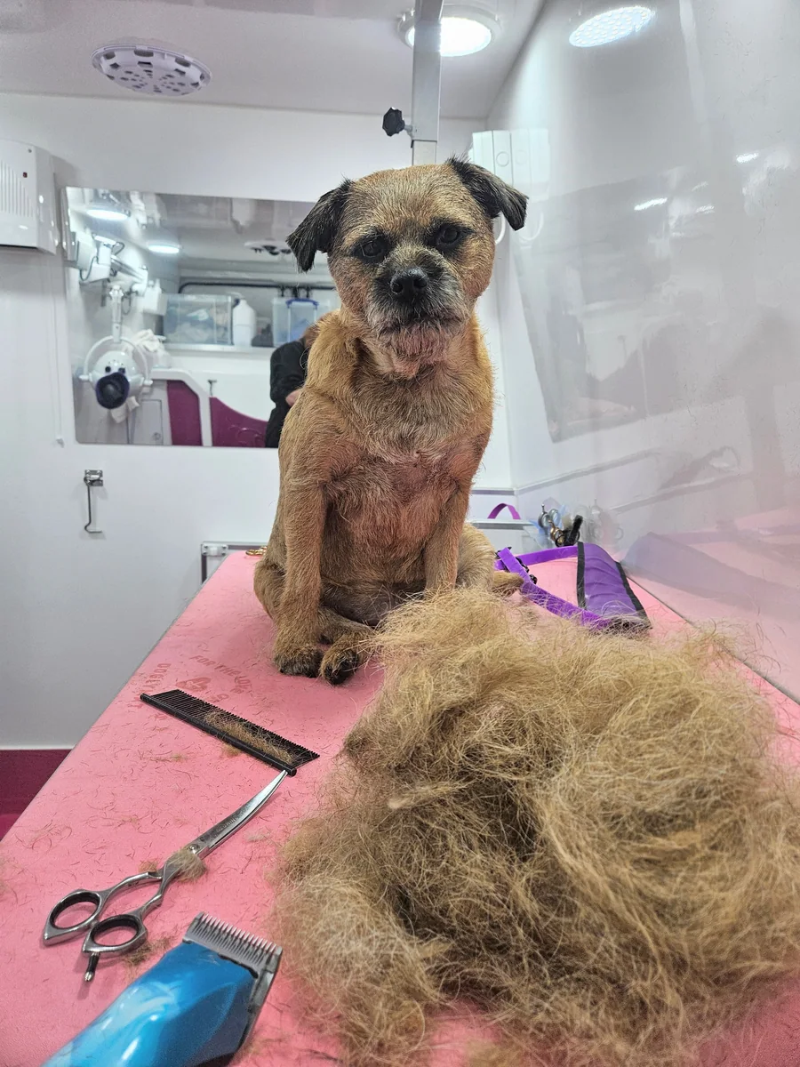 A border terrier beside a large pile of stripped coat