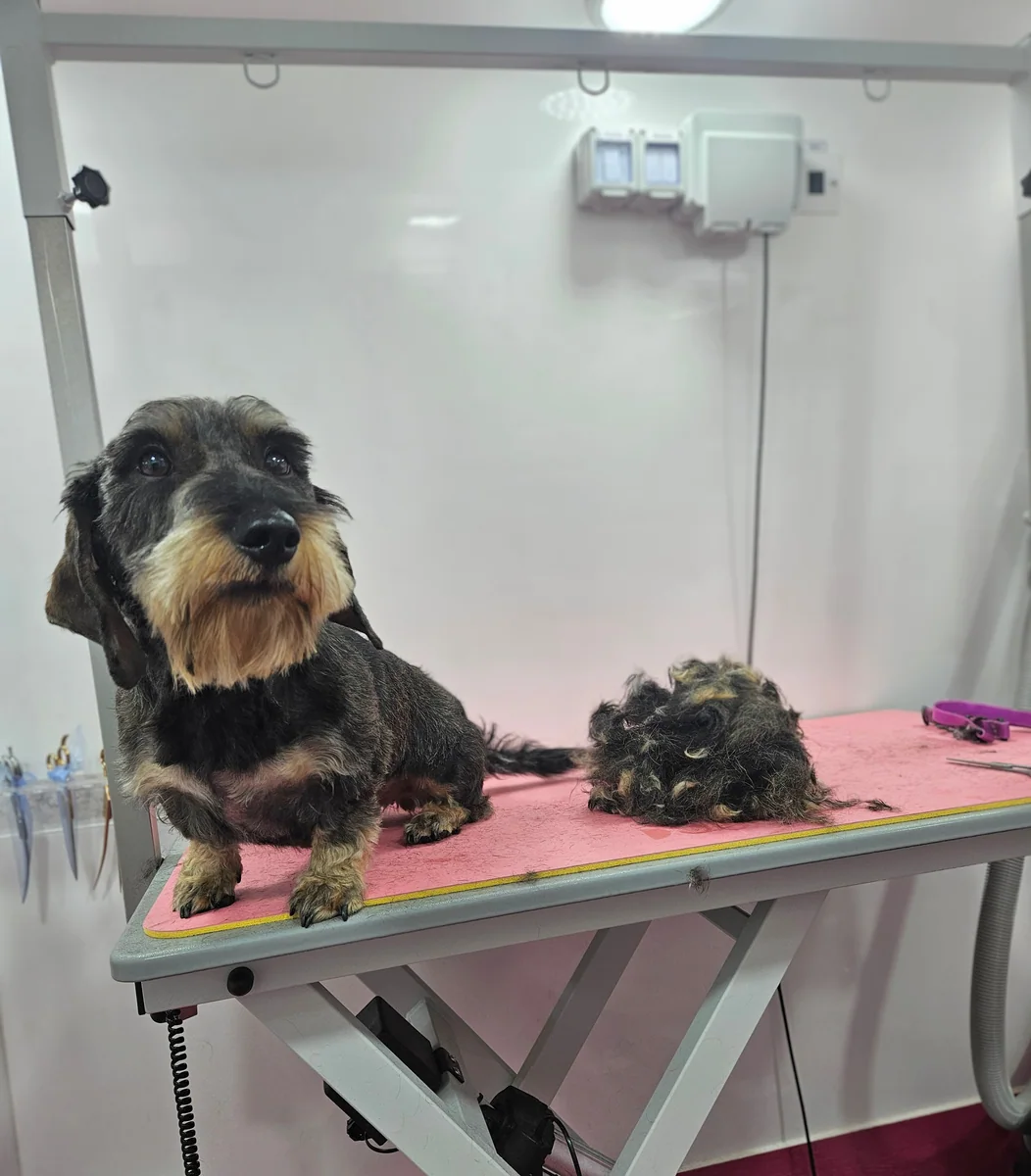 A wire-haired dachshund beside its stripped coat