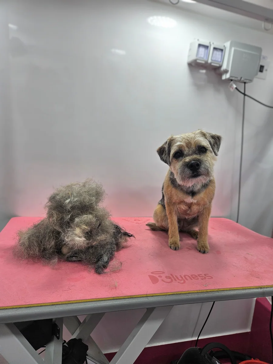 The same border terrier after hand stripping, sitting beside the coat that came out