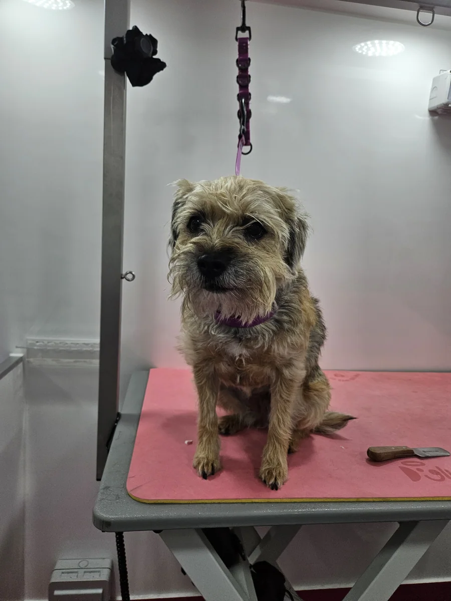 A border terrier before hand stripping, coat long and blown