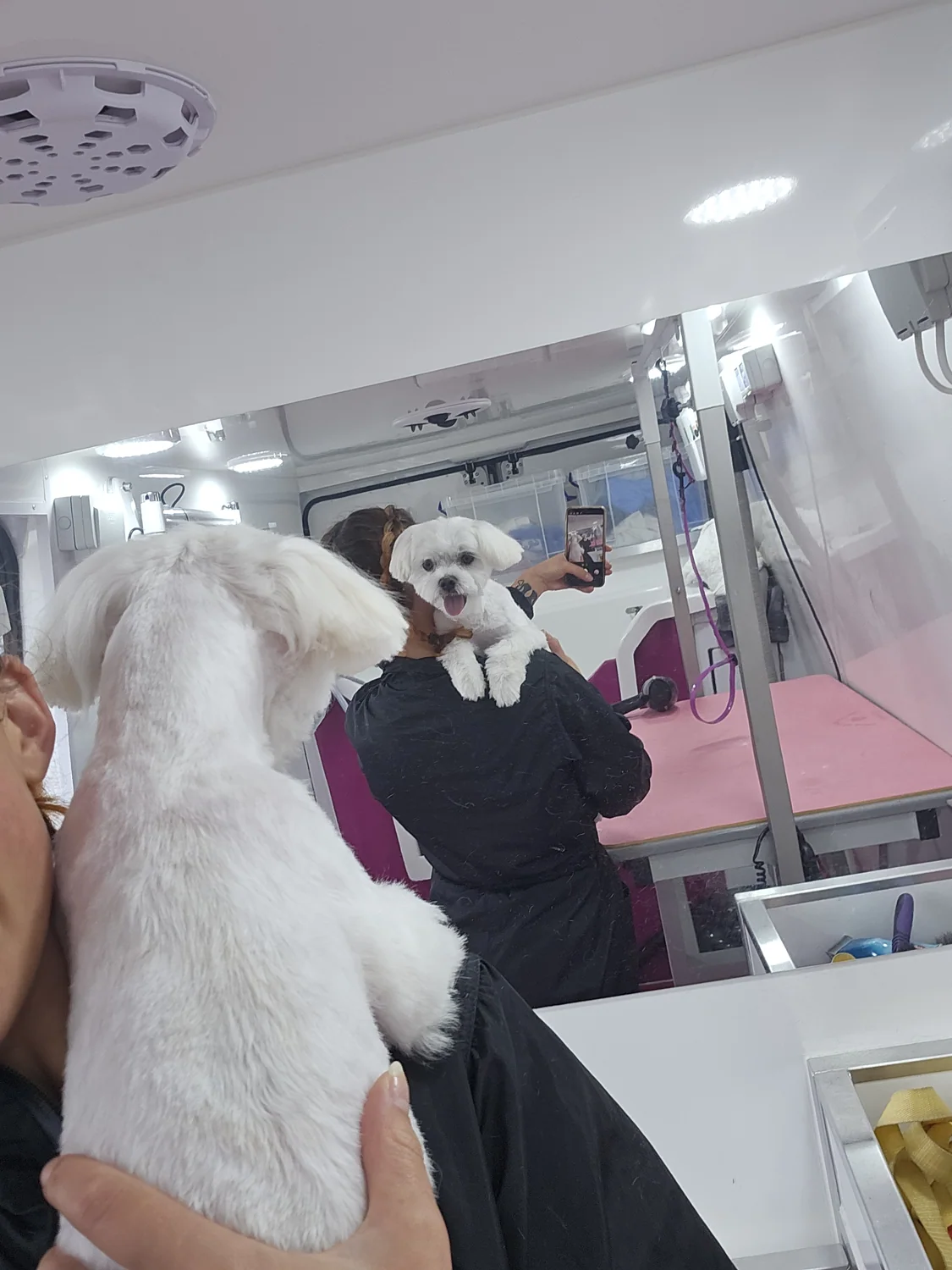Molly grooming a dog inside the Hounds of Love van